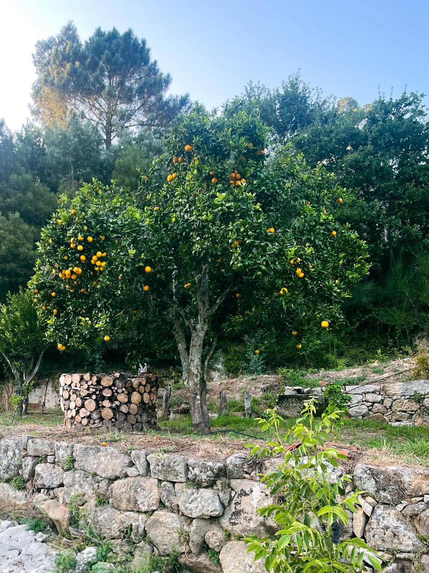 Nascente, Place In Nature Next To A Waterfall Loureiro  Exteriér fotografie